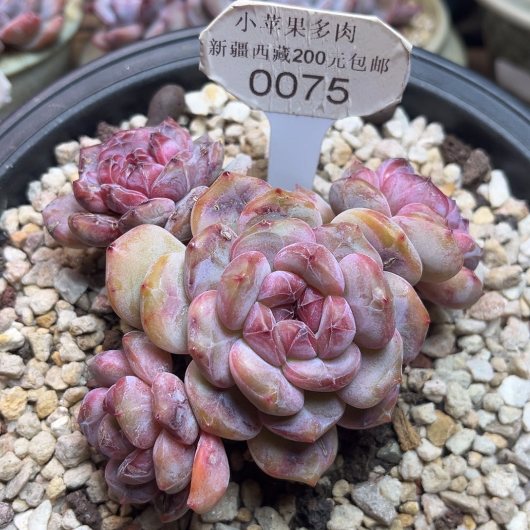 绿底紫心074/11cm4头