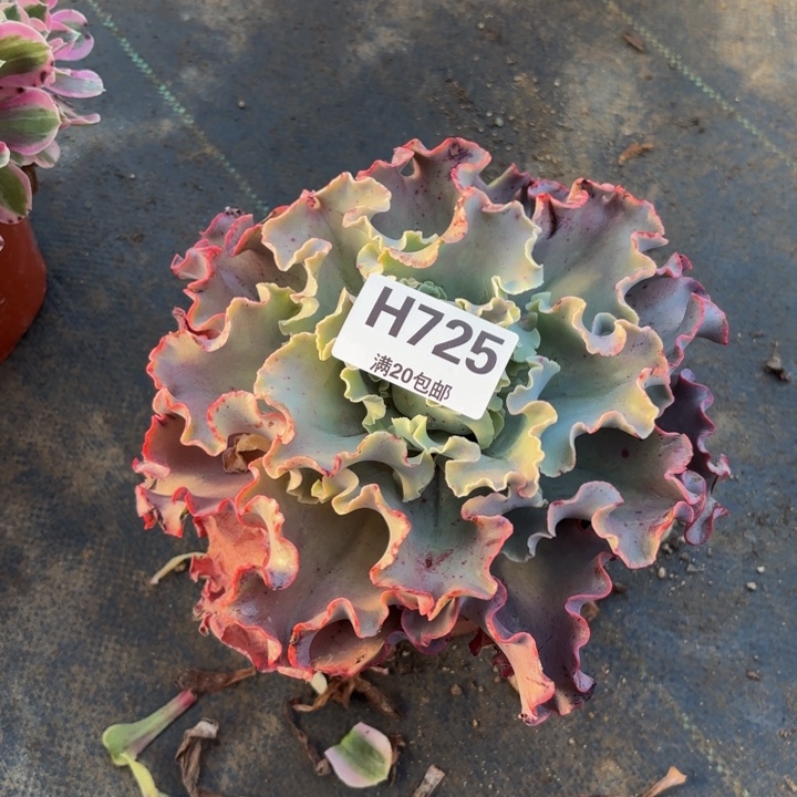 瑞妈，，。。。725。高沙，