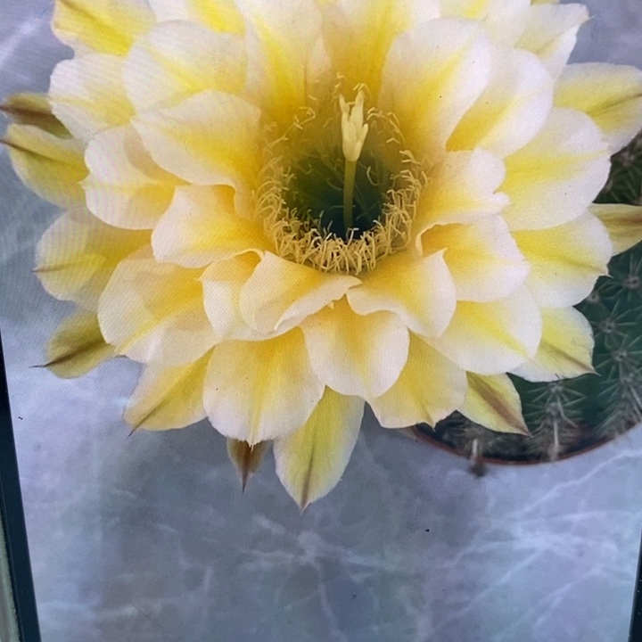 彩草29号浓香6公分左右