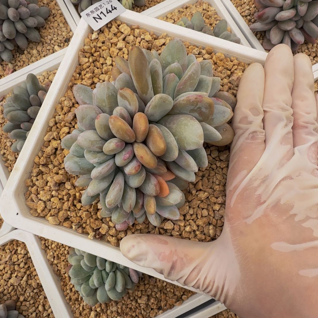 n n n n n n n 144