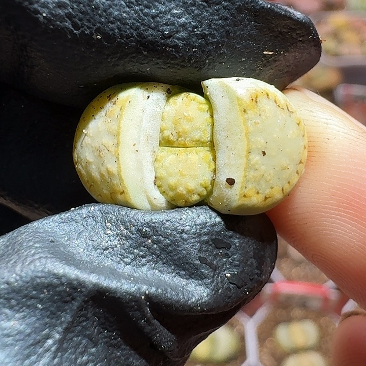 生石花1111111。  177