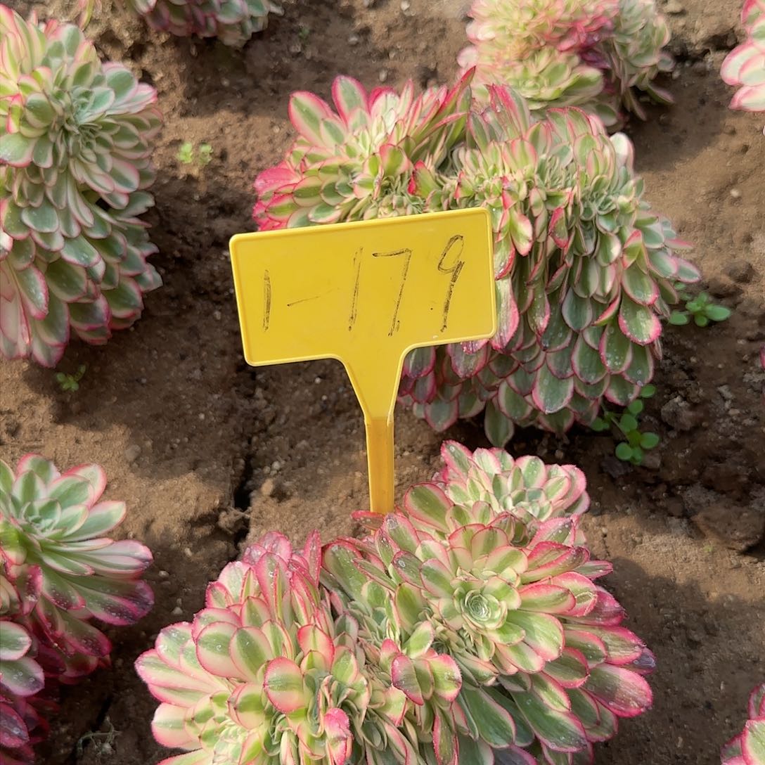 1-179--倾城缀多头