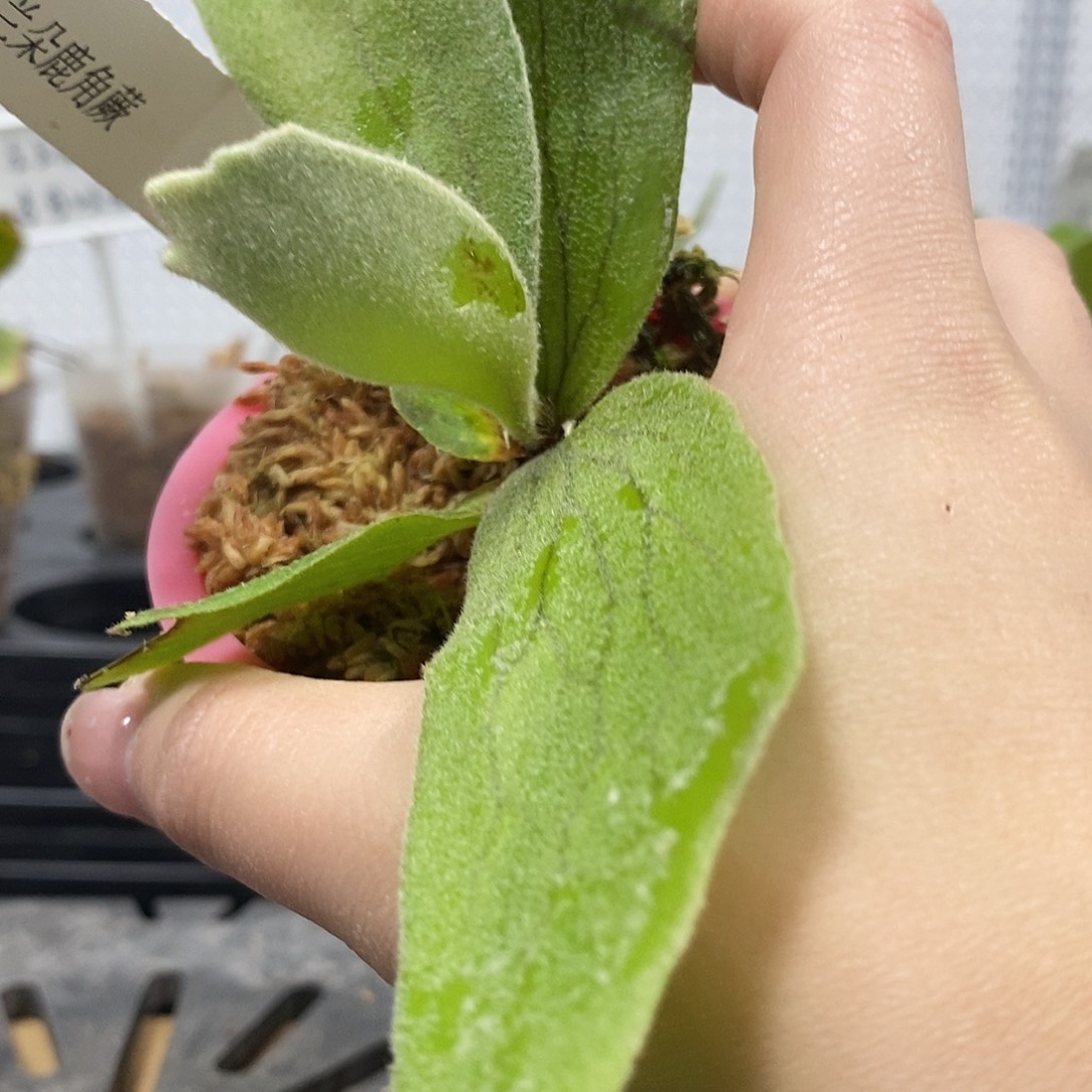 无花朵图兰朵鹿角蕨