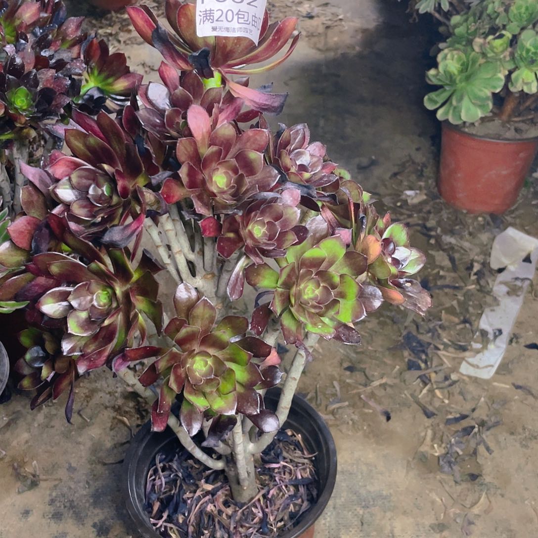 062灰法师多肉法师