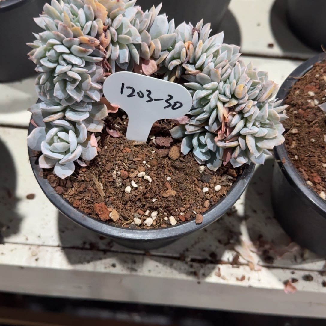 1***01203-30白茶缀化脱土发货
