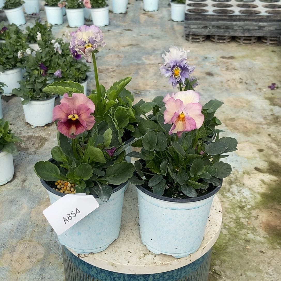 大部分花苞少量开放854