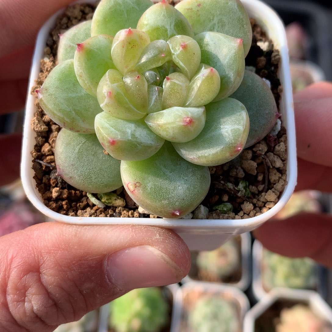 绿体。    白心爱情珍妮。     19号