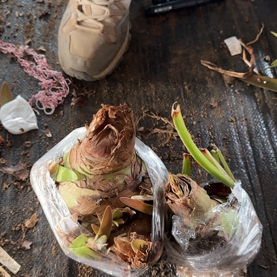 2021杂交盲盒大球12号两坨 不知花色 开花无售后