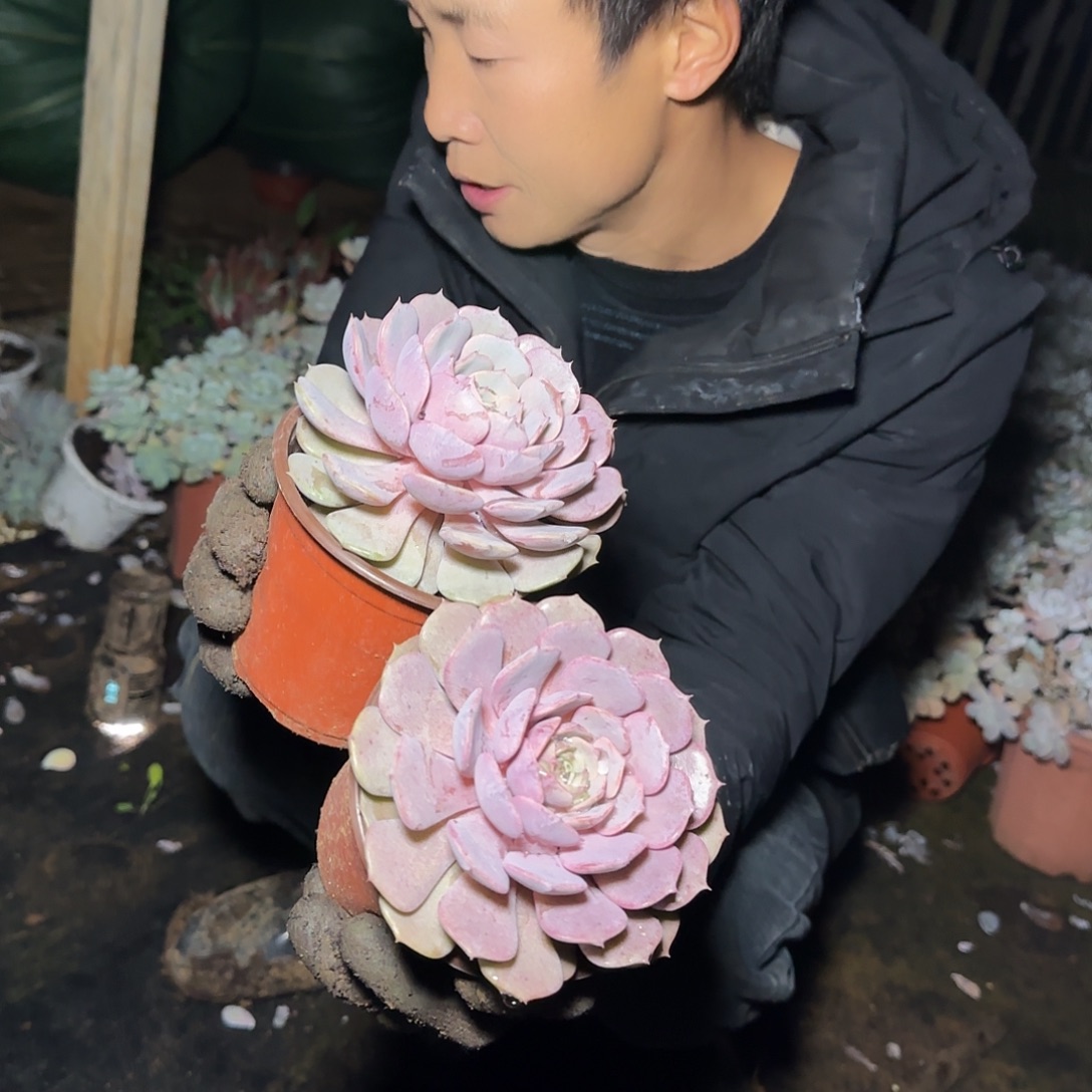 盆栽粉蝶多肉2棵多肉