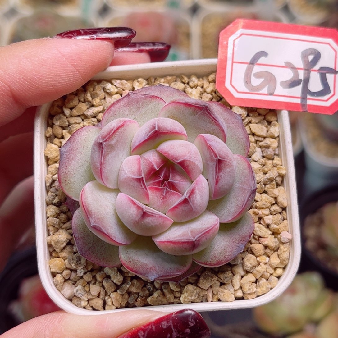 G295一物一拍 墨梅