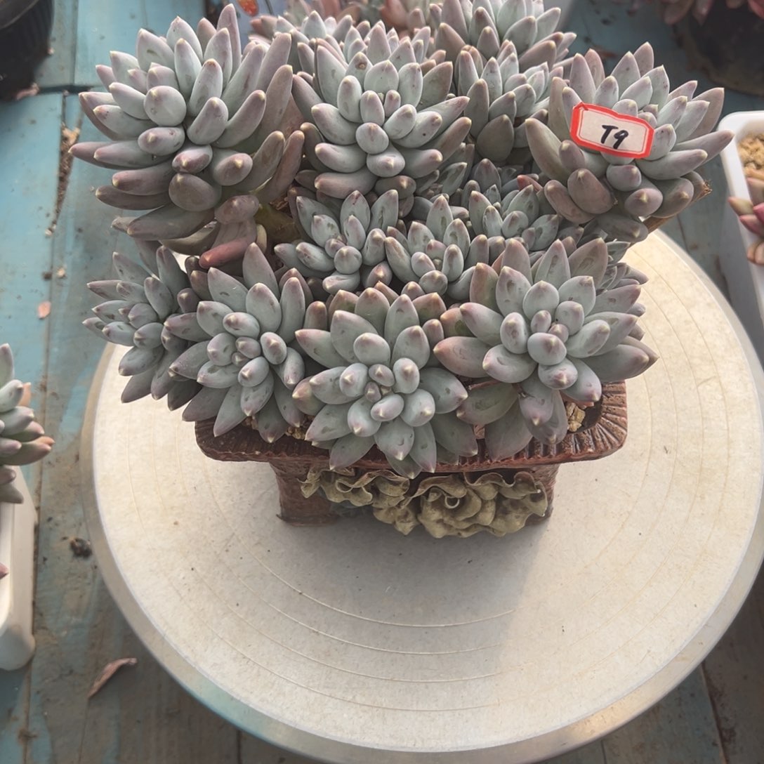 煎***子精品多肉植物老桩