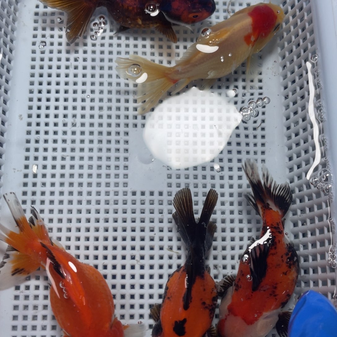 海水鱼花泰狮金鱼38