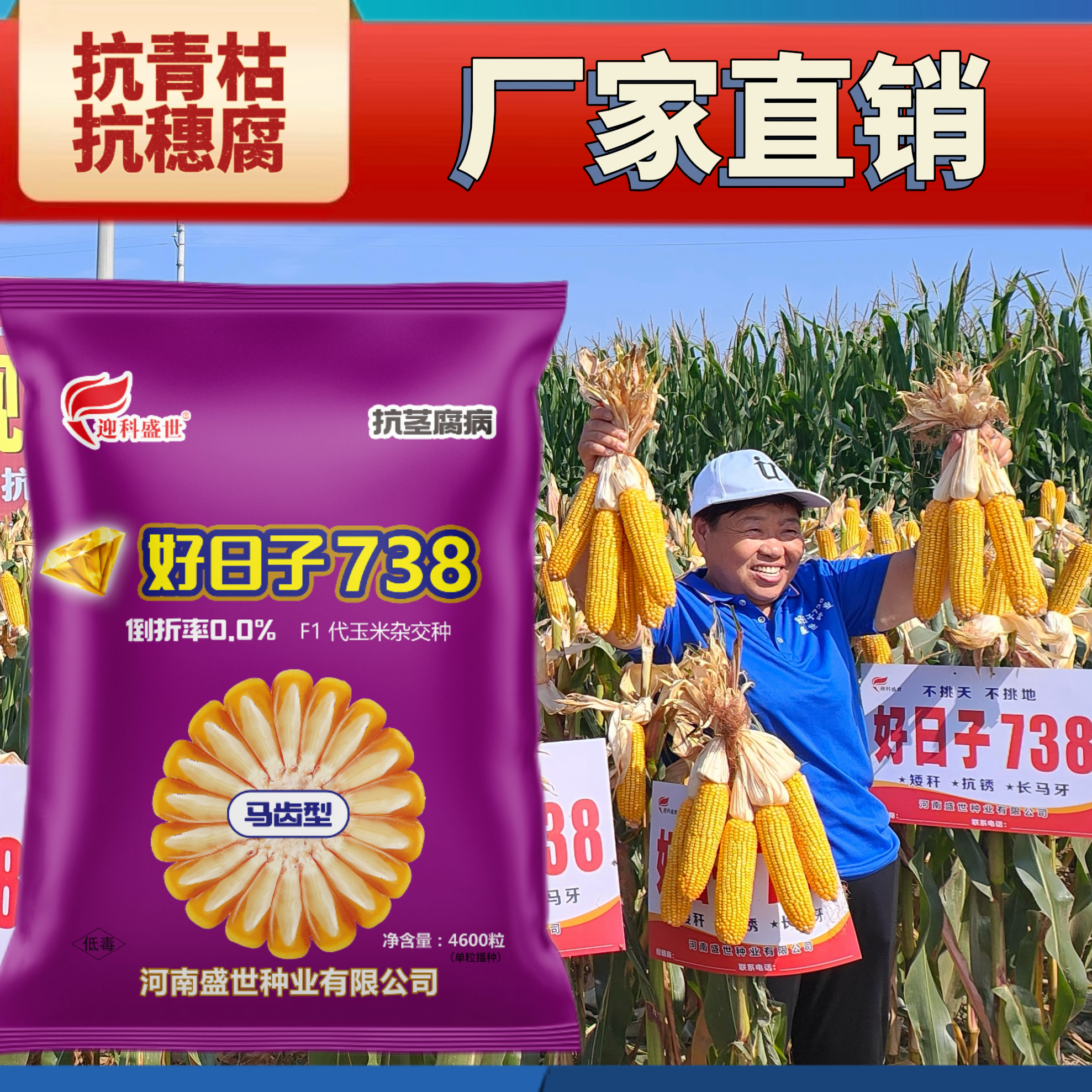 金钻版好日子738高产玉米种子推荐抗青枯抗穗腐(盼)