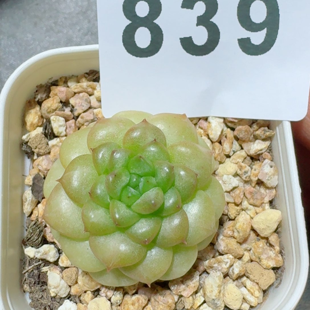 绿水鬼         精品多肉