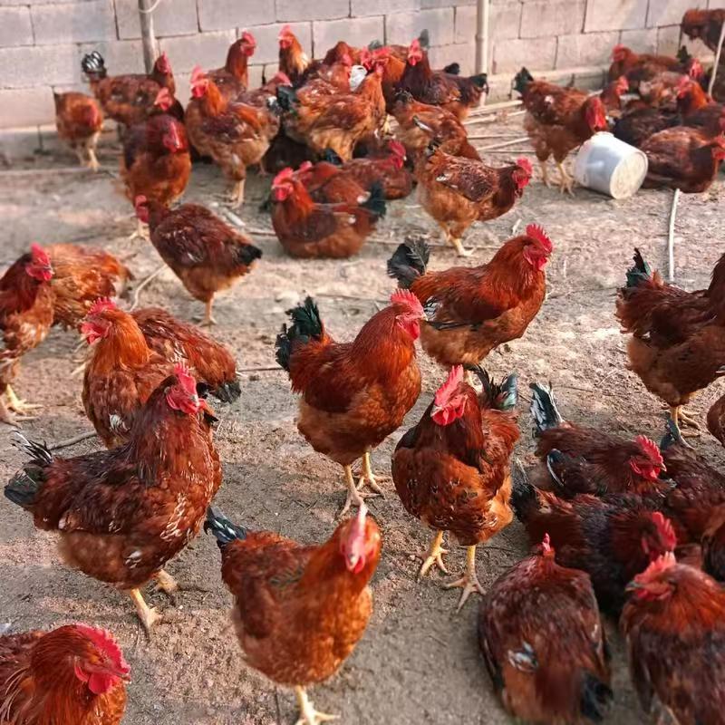 好喂养营养均衡好饲料