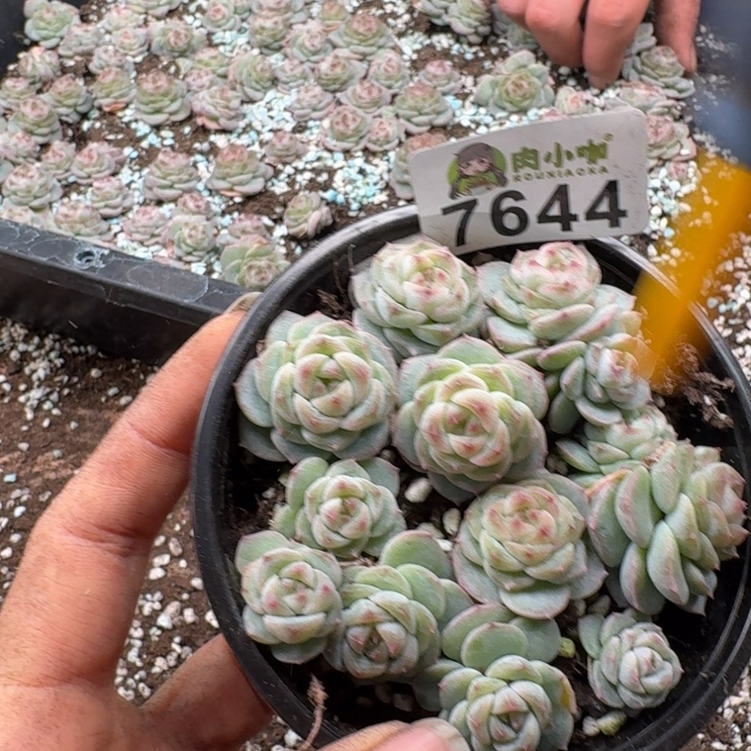 多肉植物多肉植物