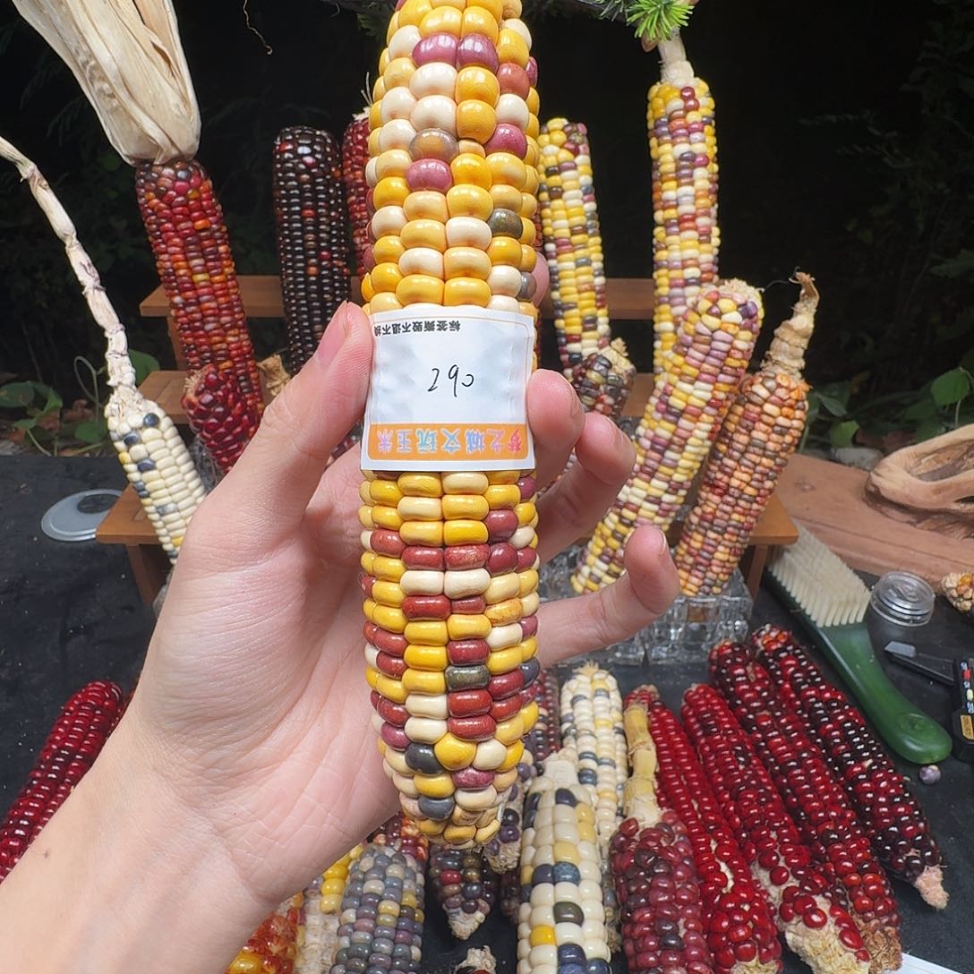 请***吧大叶紫檀（黑酸枝木类）