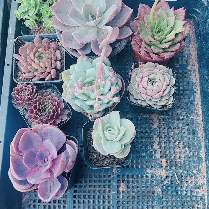 776号9盆多肉组合