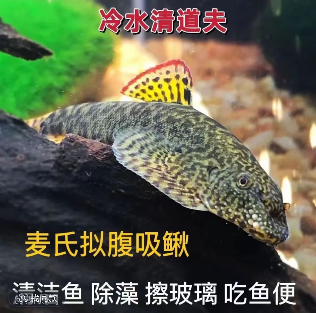 双吸盘 冷水清道夫 净化  清洁工 原生吸鳅 冷水鱼 吃残渣 擦玻璃