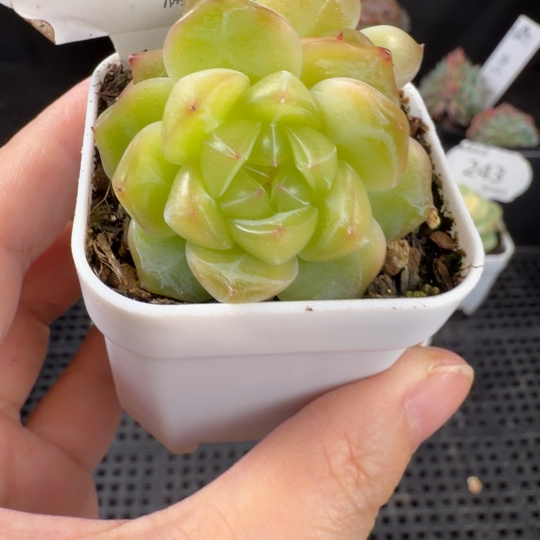 珍妮优选双头247号