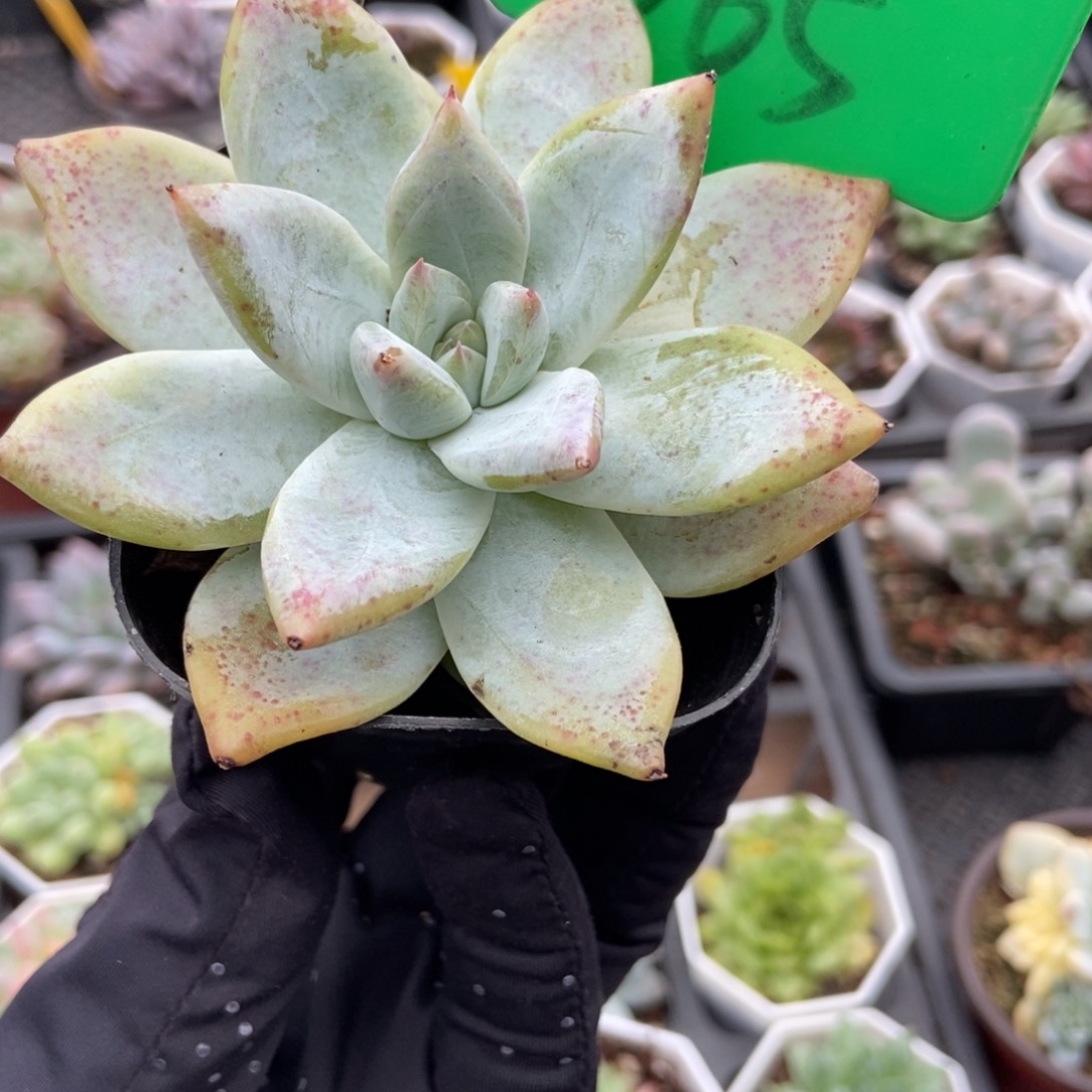 665北极熊多肉植物