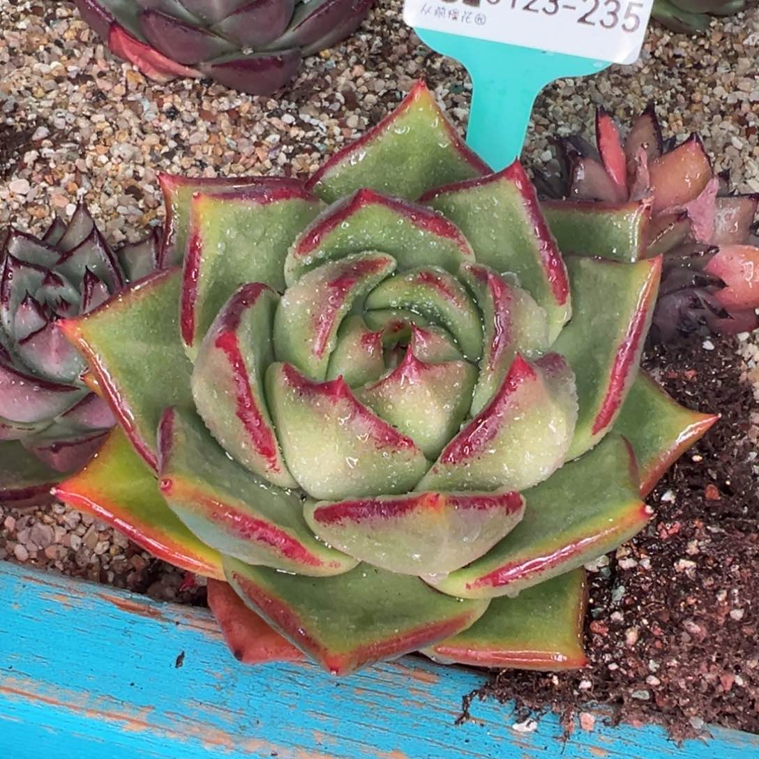 从前慢多肉精选编号0123.235