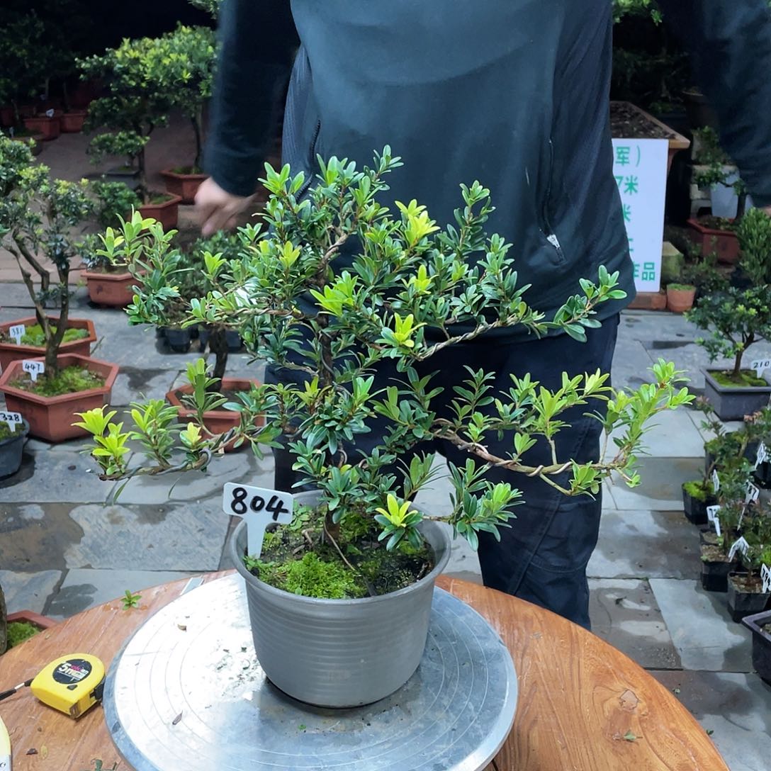 8***）以实际为准罗汉松珍珠804带盆