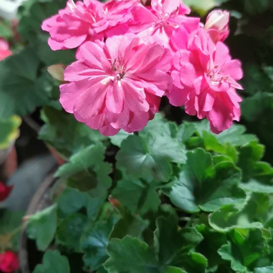 当前无花栽培后可以开花塞斯利亚