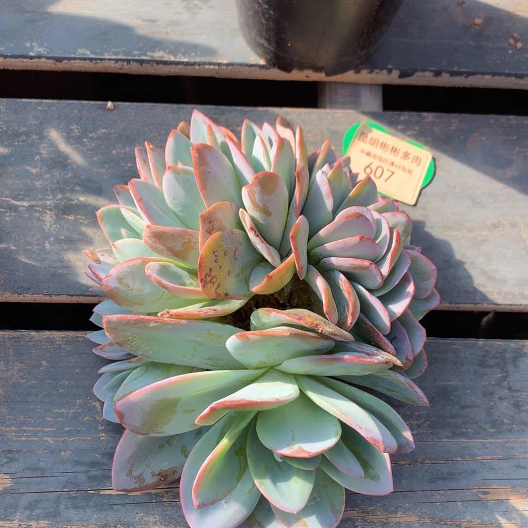 布鲁蓝缀化无砍老桩607