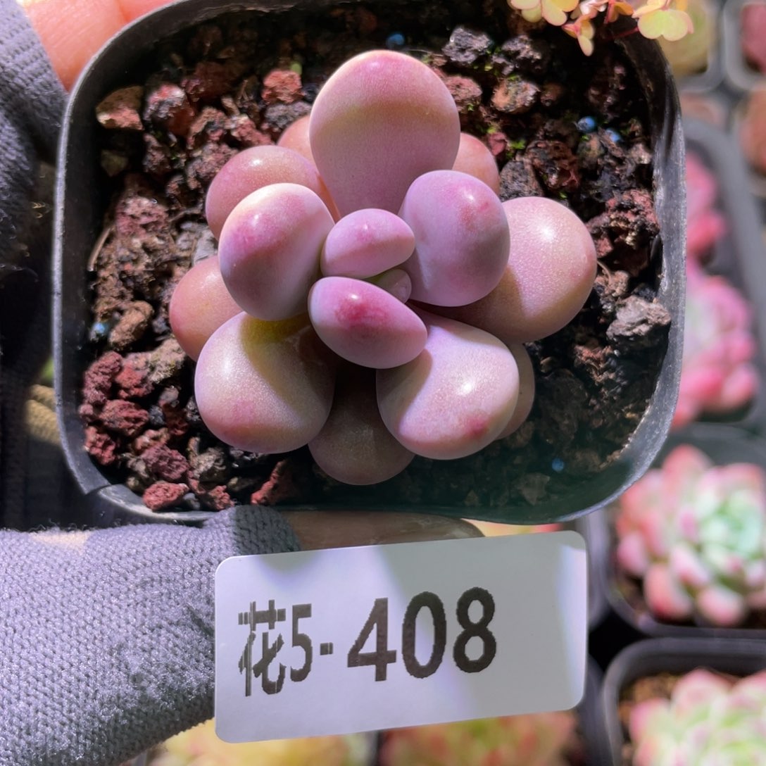 花利美5-408桃蛋 
