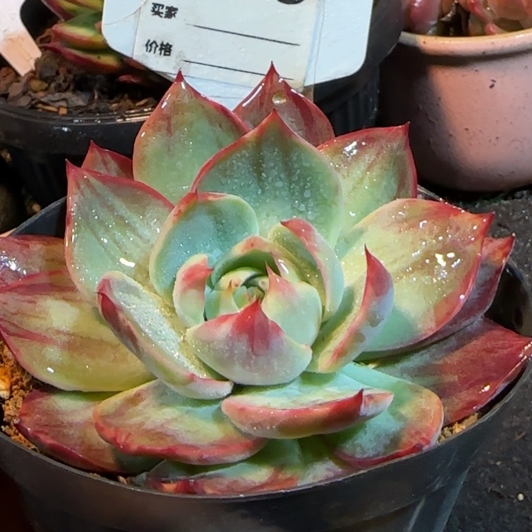 惊鸿一物一拍包装收缩花旱709