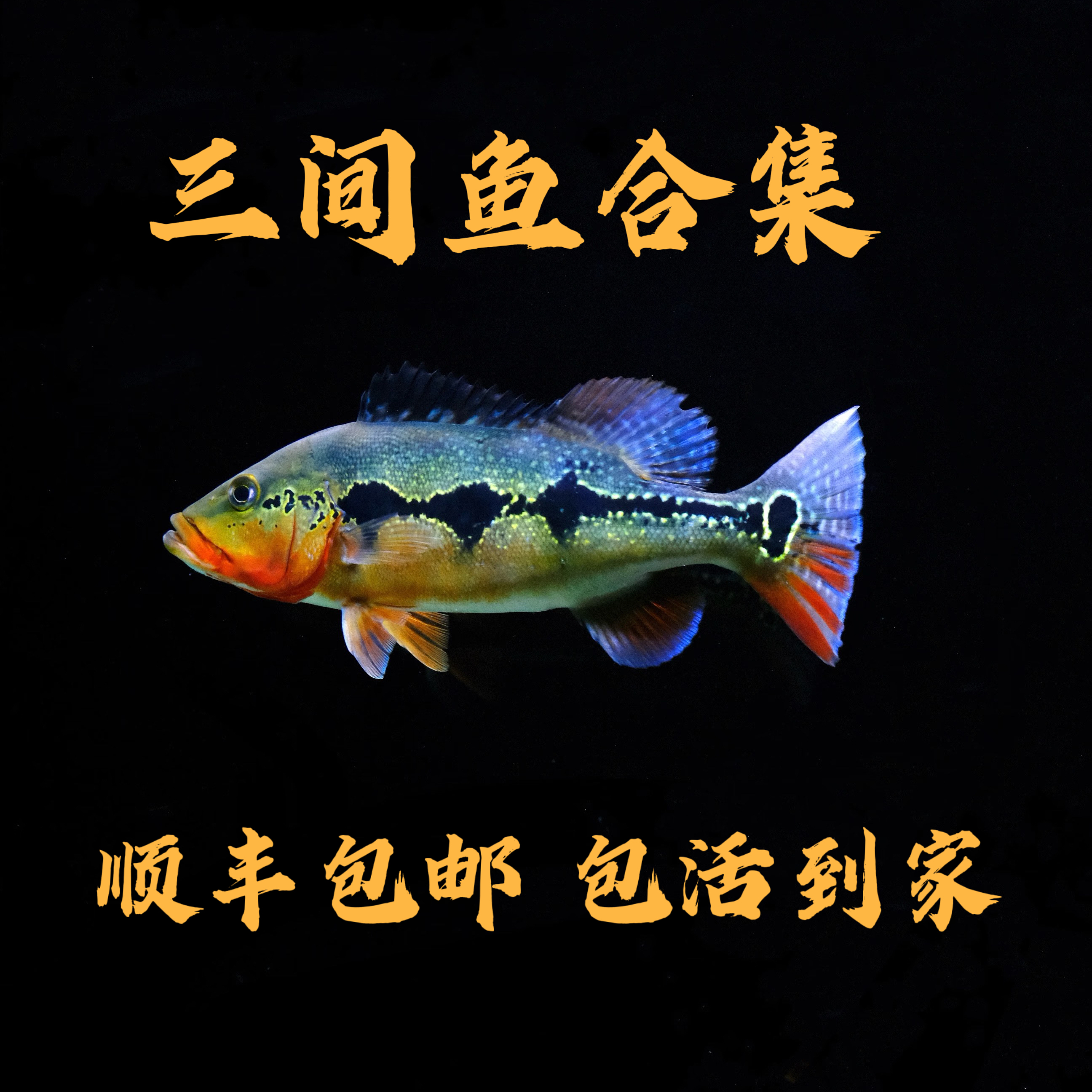 蓝帆眼斑FOGO横带七间金老虎热带观赏鱼苗适合龙缸配鱼