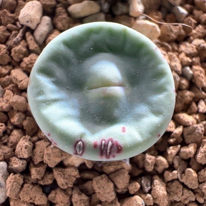 A395.  优选Dows小红嘴。 福利一颗。 