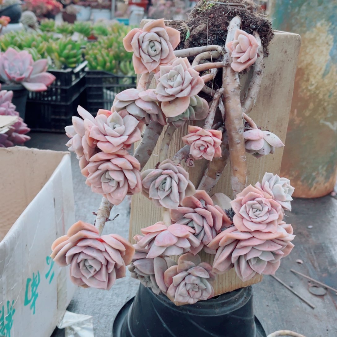 可爱玫瑰一颗带飘枝