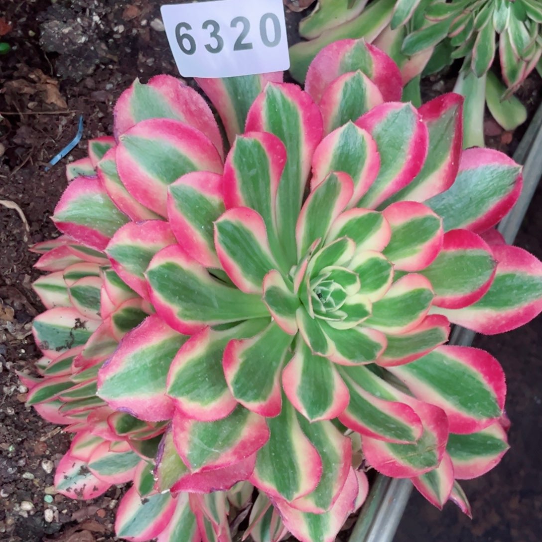 粉女郎多肉发货发货