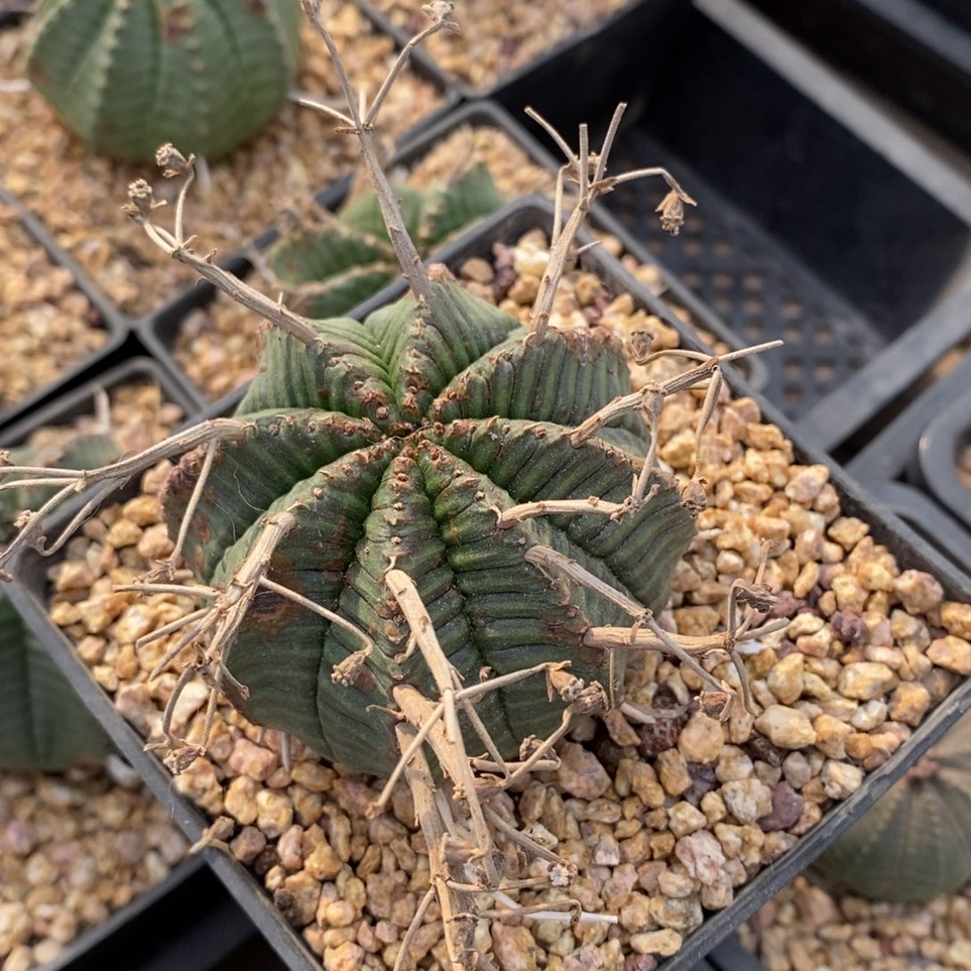 S***N法利达大戟科多肉植物特价