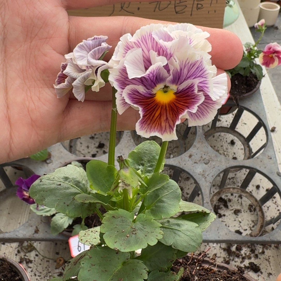 大部分花苞少量开放658