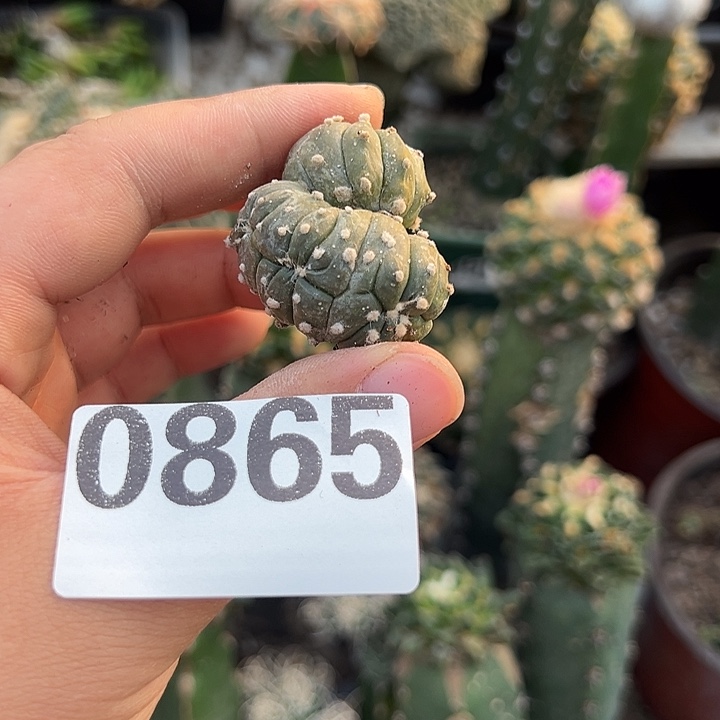 自根缀化连体兜仙人球865