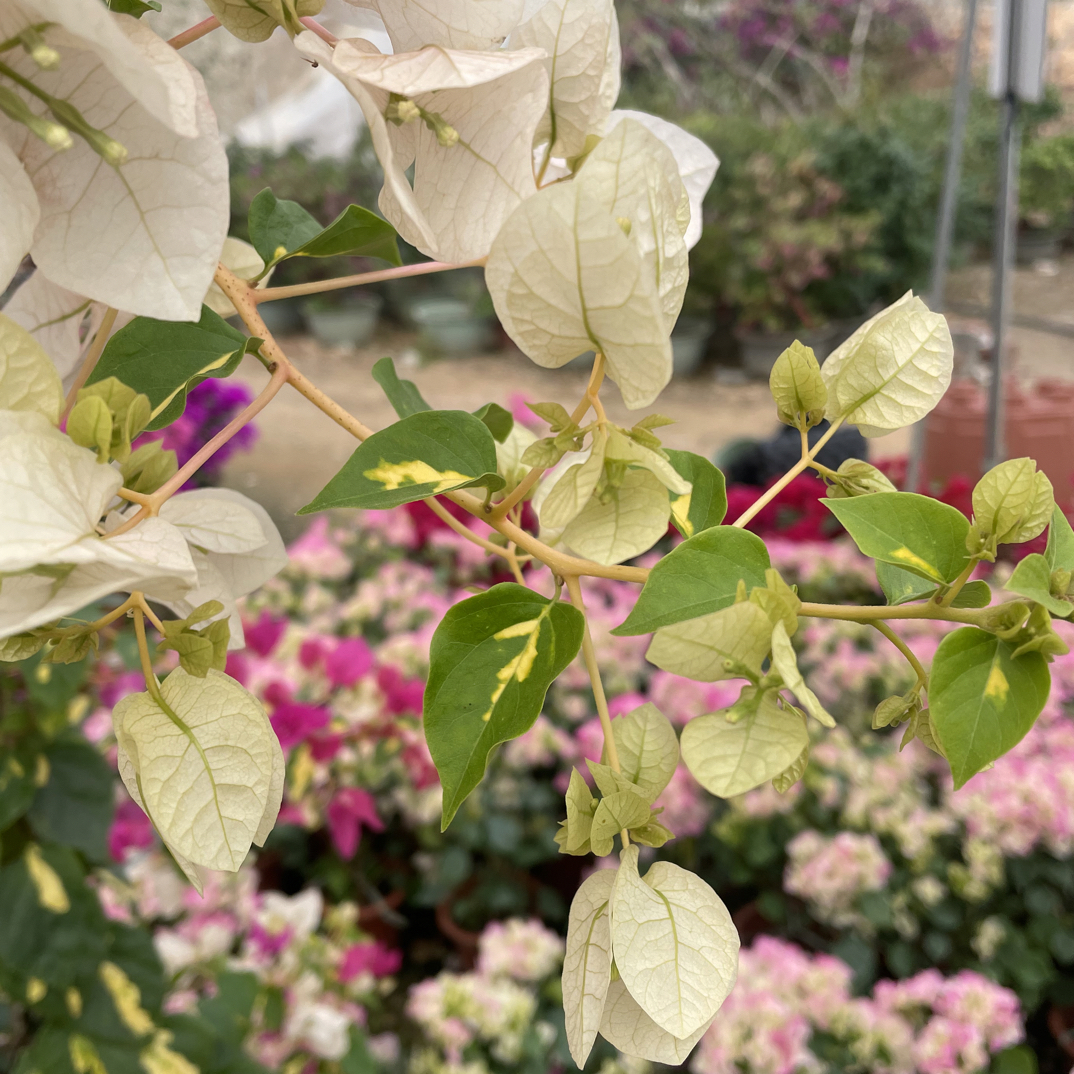 三角梅稀有勤花品种四季开花耐寒耐旱庭院花卉老桩盆栽