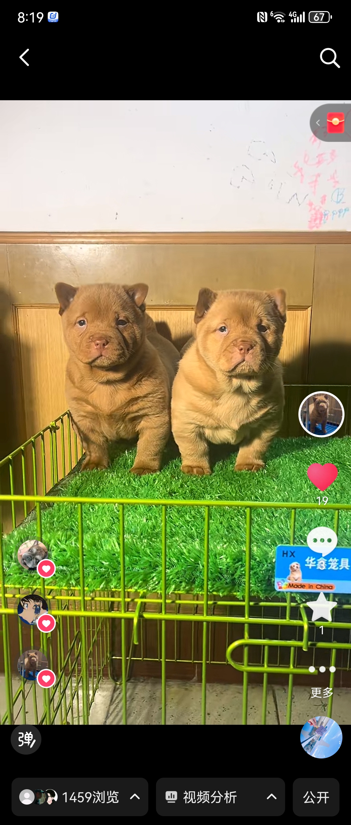 五红小狗相册一公一母