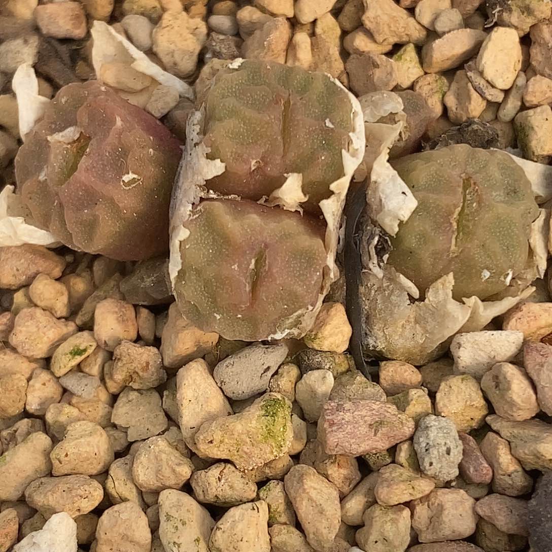 桃喜花园0309138烧卖福利