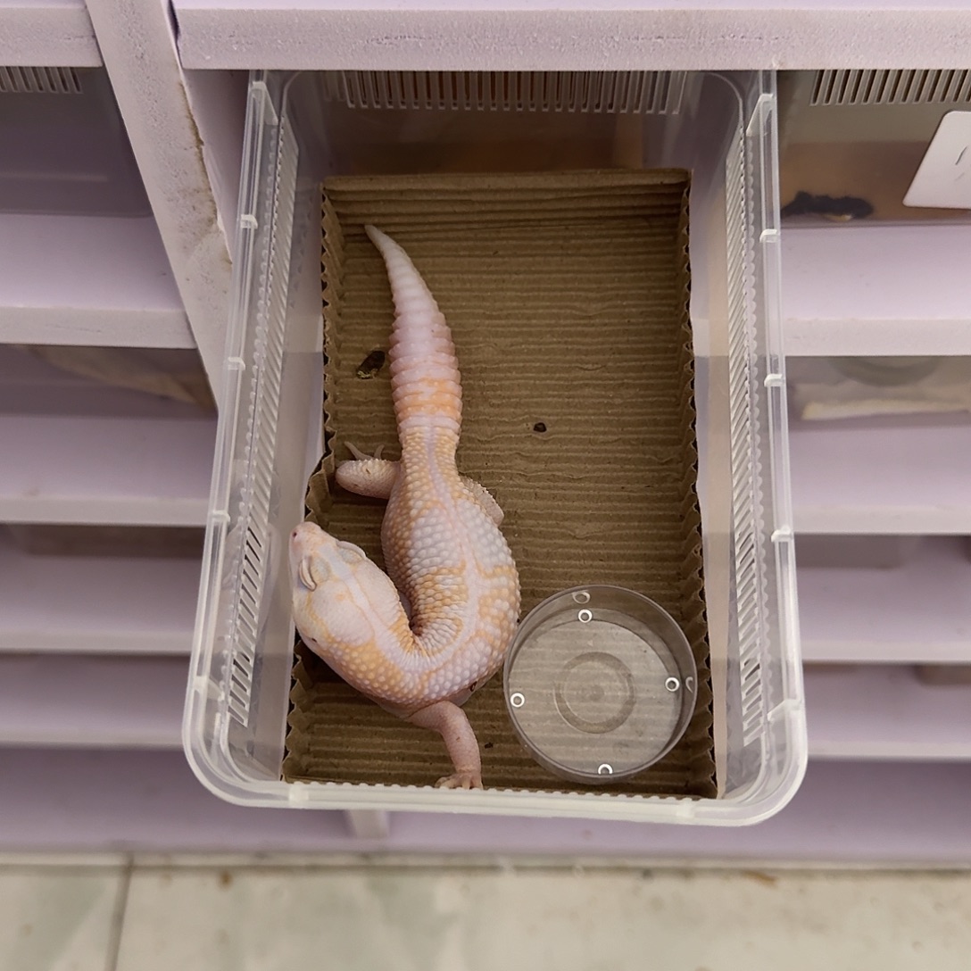 肥尾守宫花瓶奶红眼 妹妹