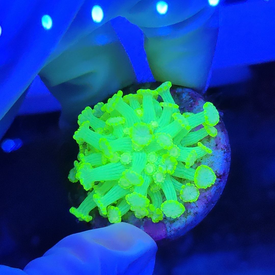 智海珊瑚竞品 不支持退货不包邮接受下单