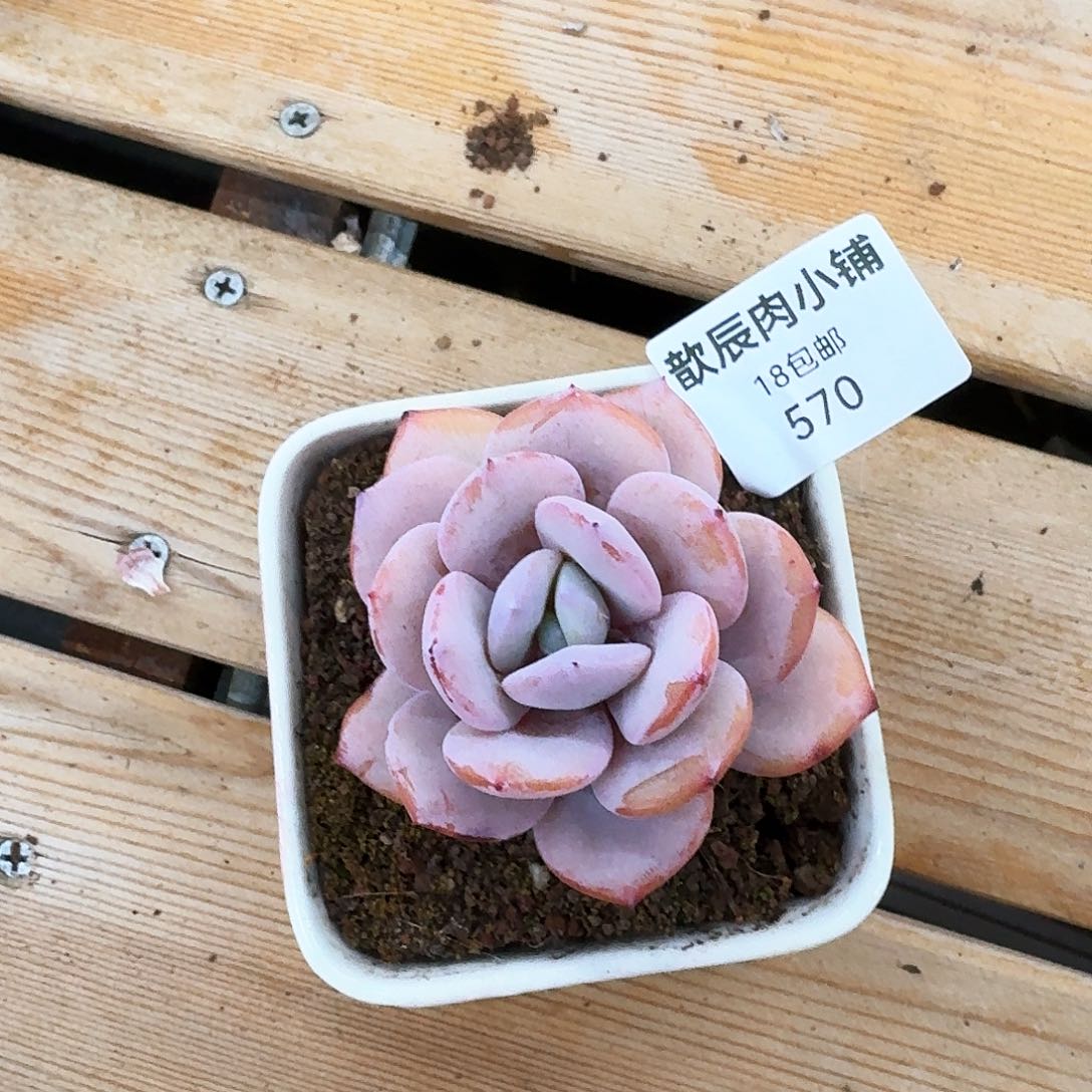 多肉植物奶茶单头570