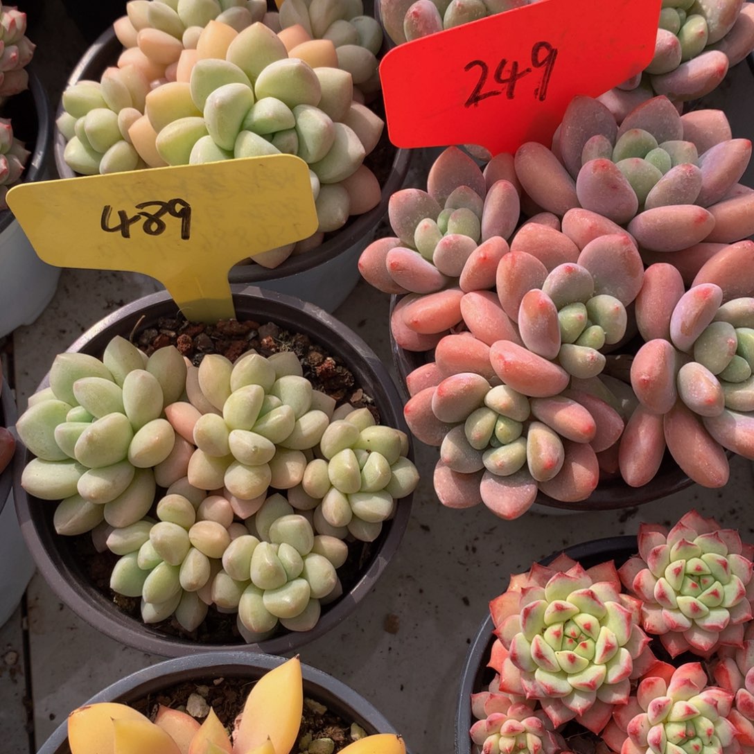 泡泡糖726262726272