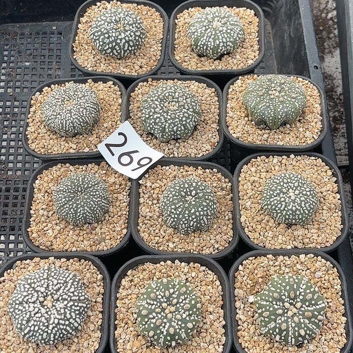 269。微海星星兜随机一盆