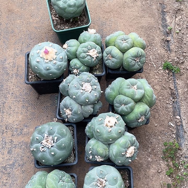 嘟*嘟仙人球苗接花有专拍