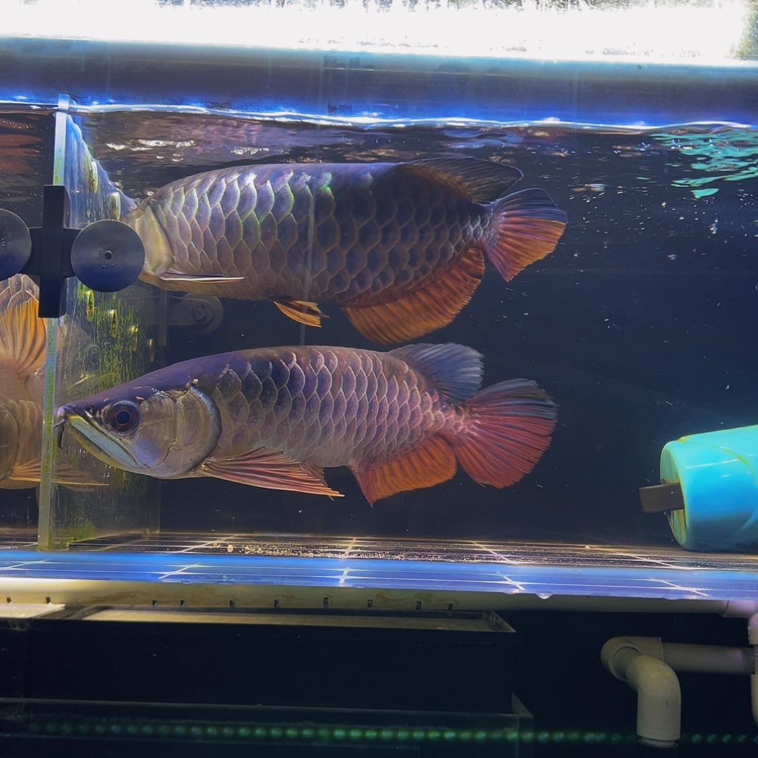 虎***哥海水鱼金龙观赏鱼热带鱼