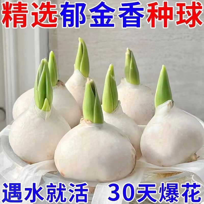 【春节开花】进口郁金香种球5度球带芽水培土培花卉室内外阳台庭院