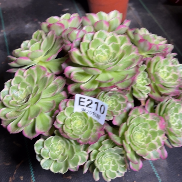 瑞妈一物一拍210有断枝